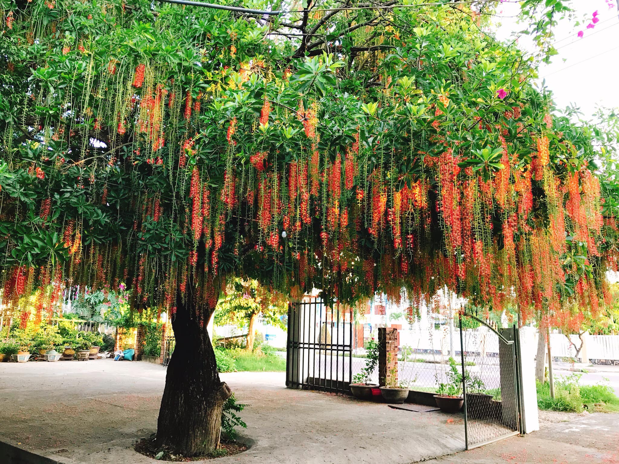 cây không nên trồng trước cửa nhà